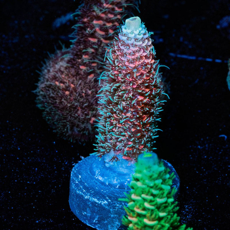 Judge Judy Millepora