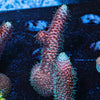 Judge Judy Millepora - riptide aquaculture llc