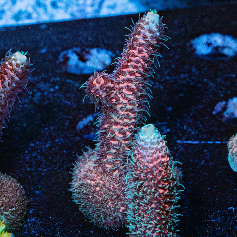 Judge Judy Millepora