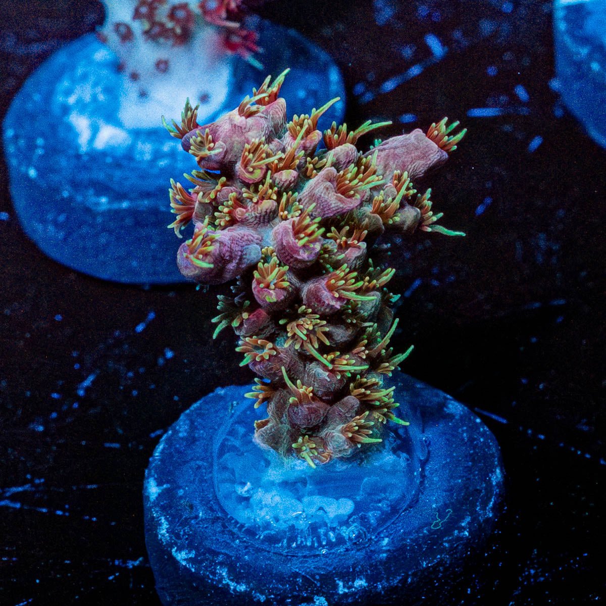 Buzz Lightyear Acropora - riptide aquaculture llc