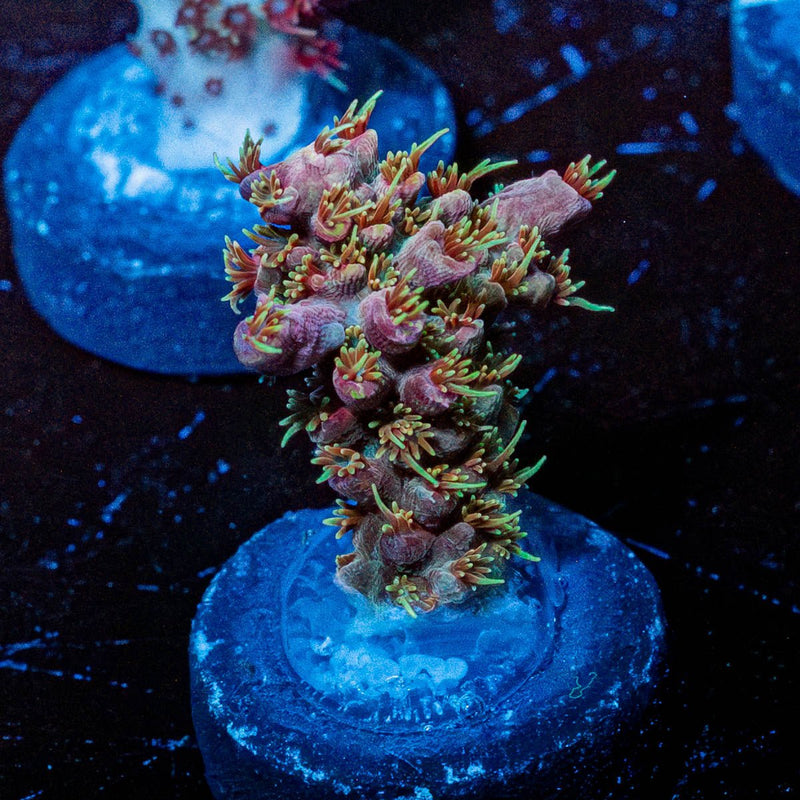 Buzz Lightyear Acropora