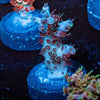 Night Fury Acropora - riptide aquaculture llc