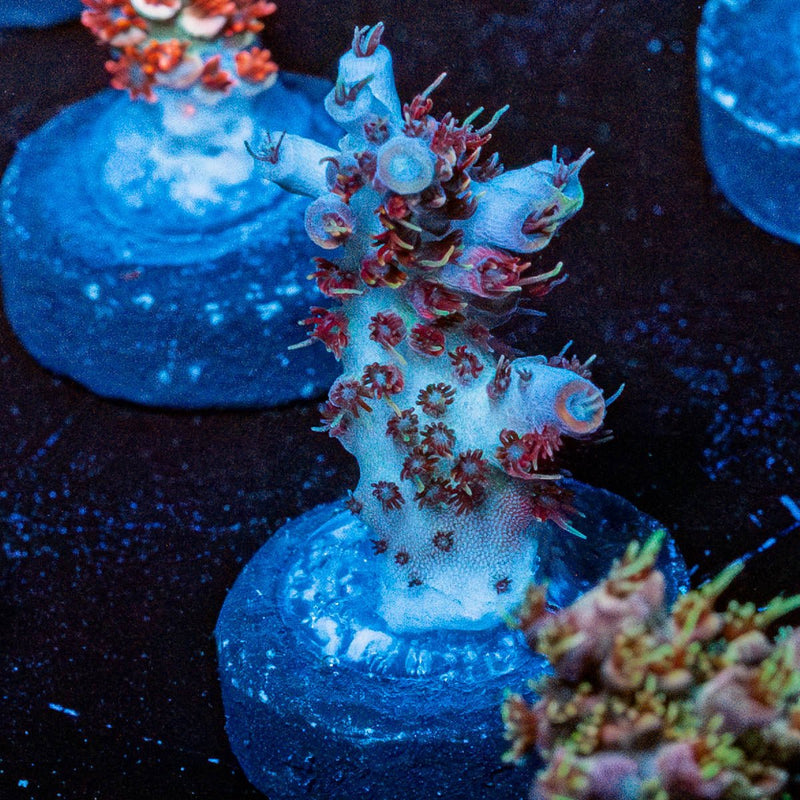 Night Fury Acropora