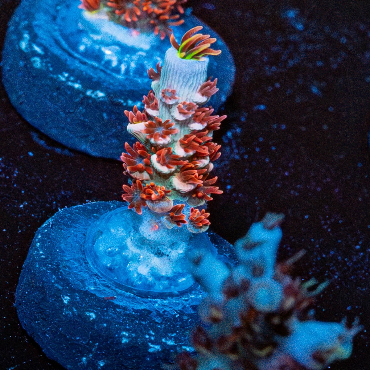 Globe Master Tenuis - riptide aquaculture llc