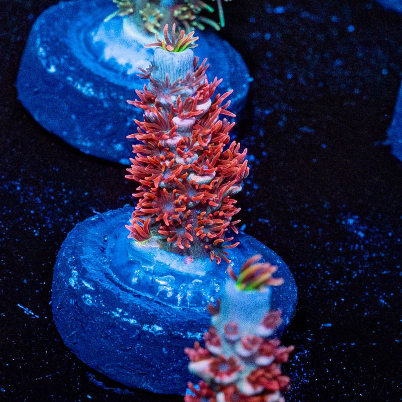 Cherry Bomb Tenuis