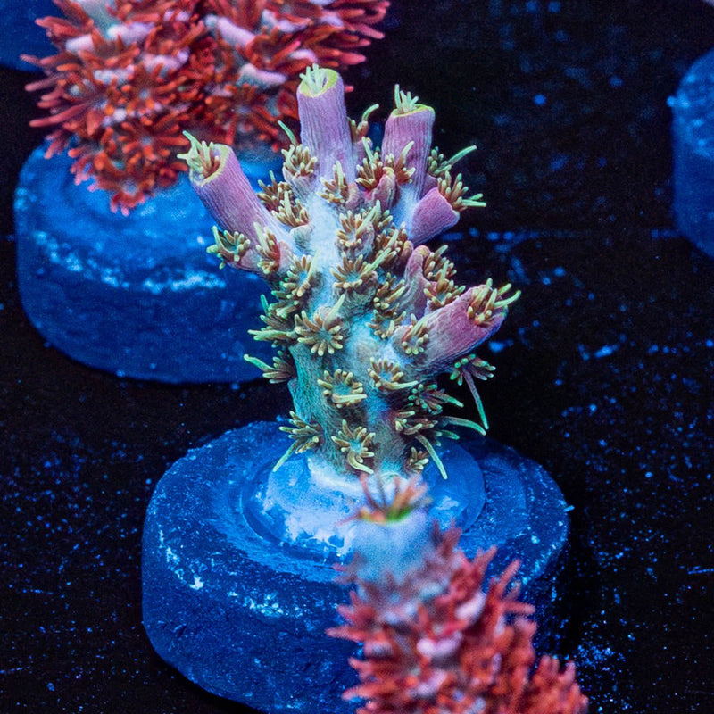 Purple Haze Acro