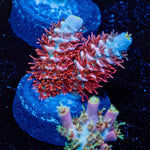 Cherry Bomb Tenuis - riptide aquaculture llc