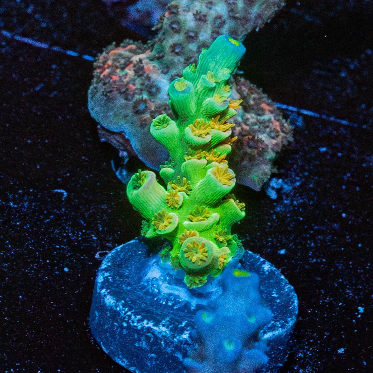 Orange Passion Tenuis - riptide aquaculture llc