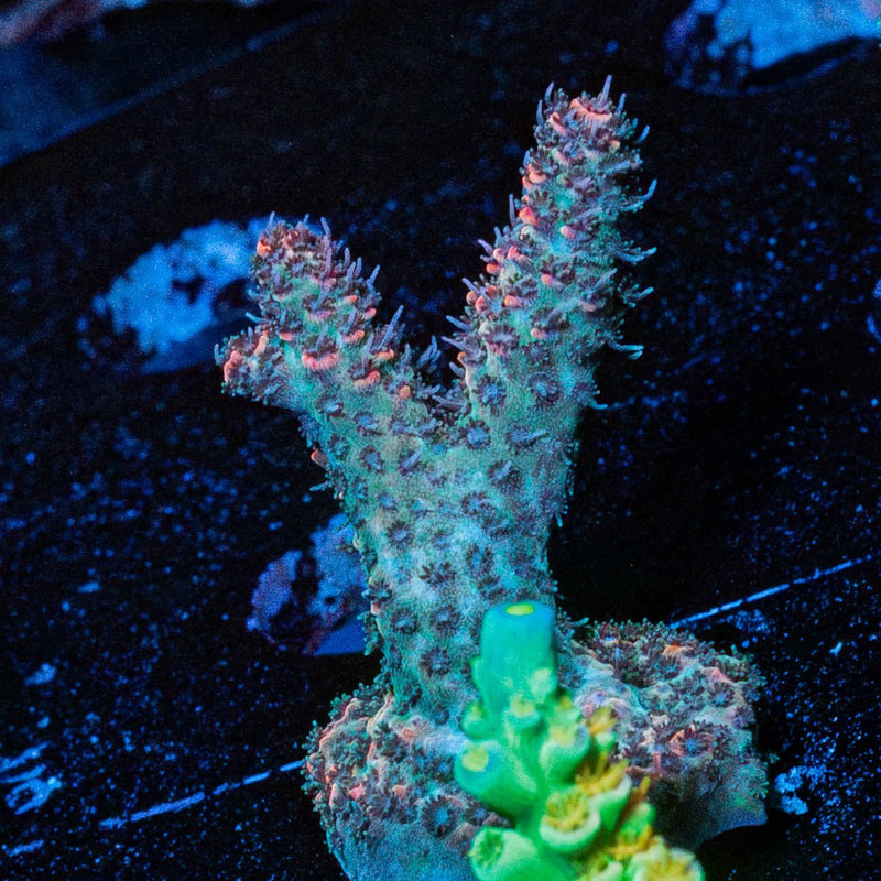 Crimson Millepora