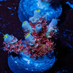 Cherry Bomb Tenuis - riptide aquaculture llc