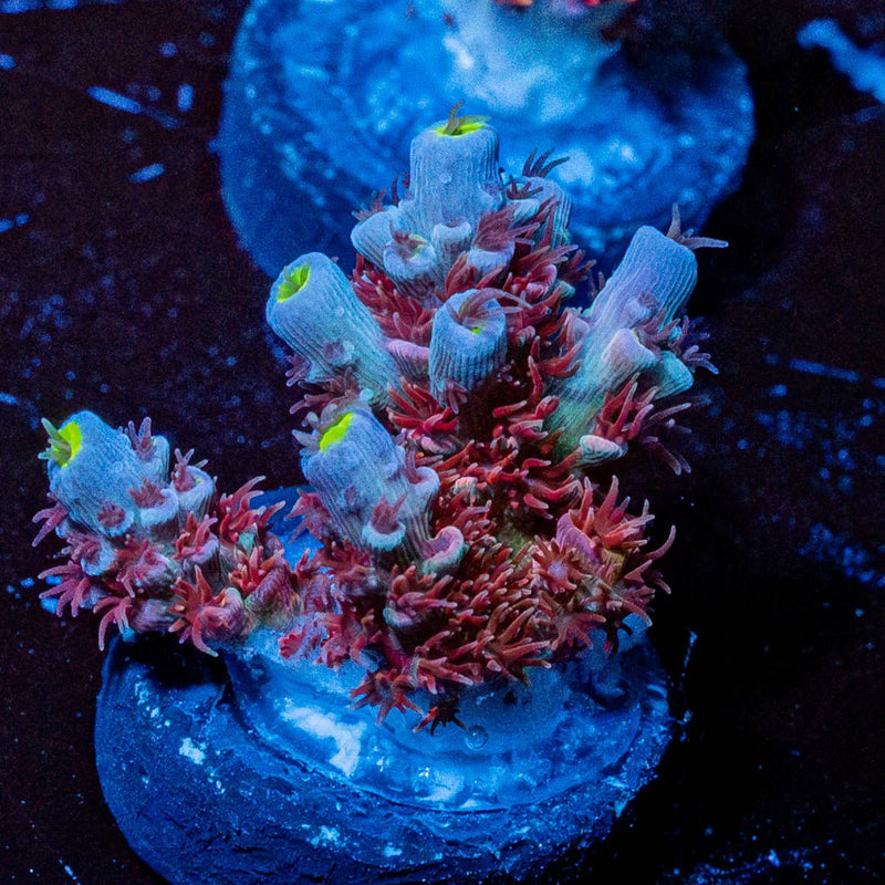 Cherry Bomb Tenuis