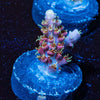 Purple Haze Acro - riptide aquaculture llc