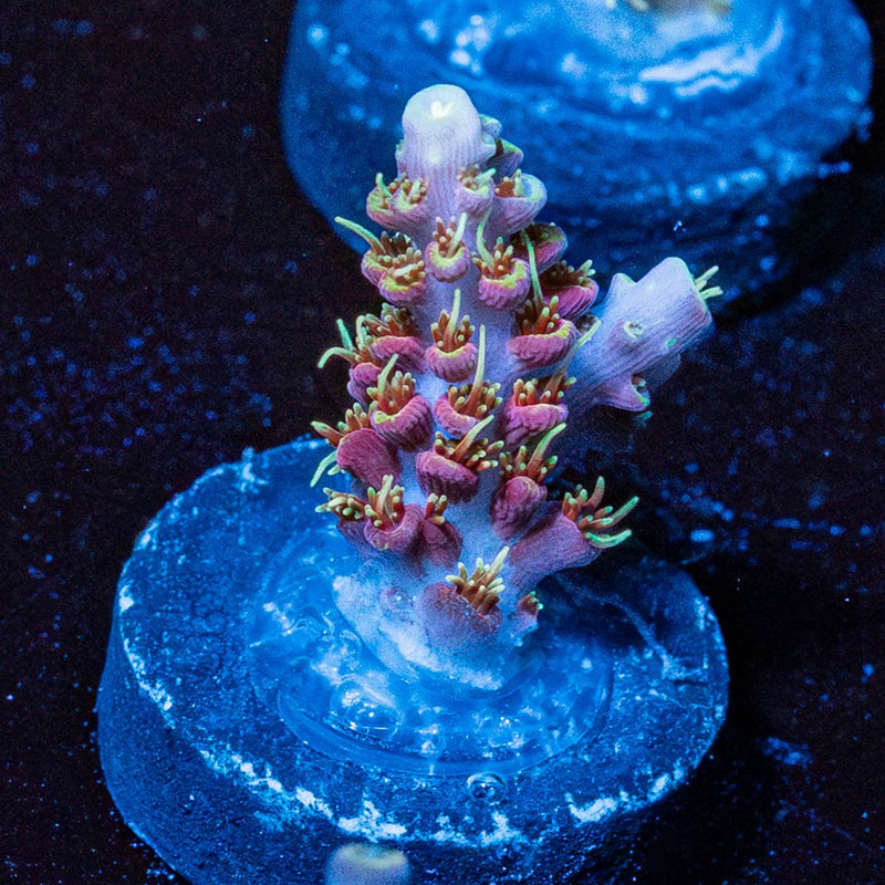 Purple Haze Acro