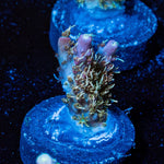 Purple Haze Acro - riptide aquaculture llc
