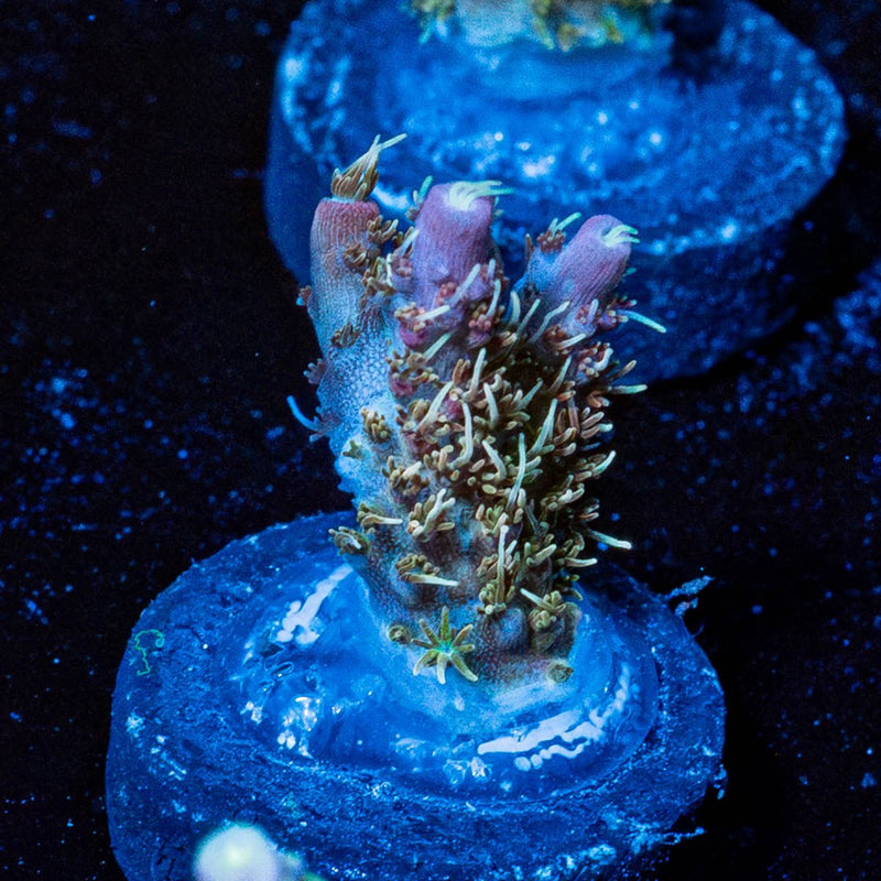 Purple Haze Acro