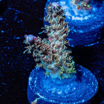Purple Haze Acro - riptide aquaculture llc