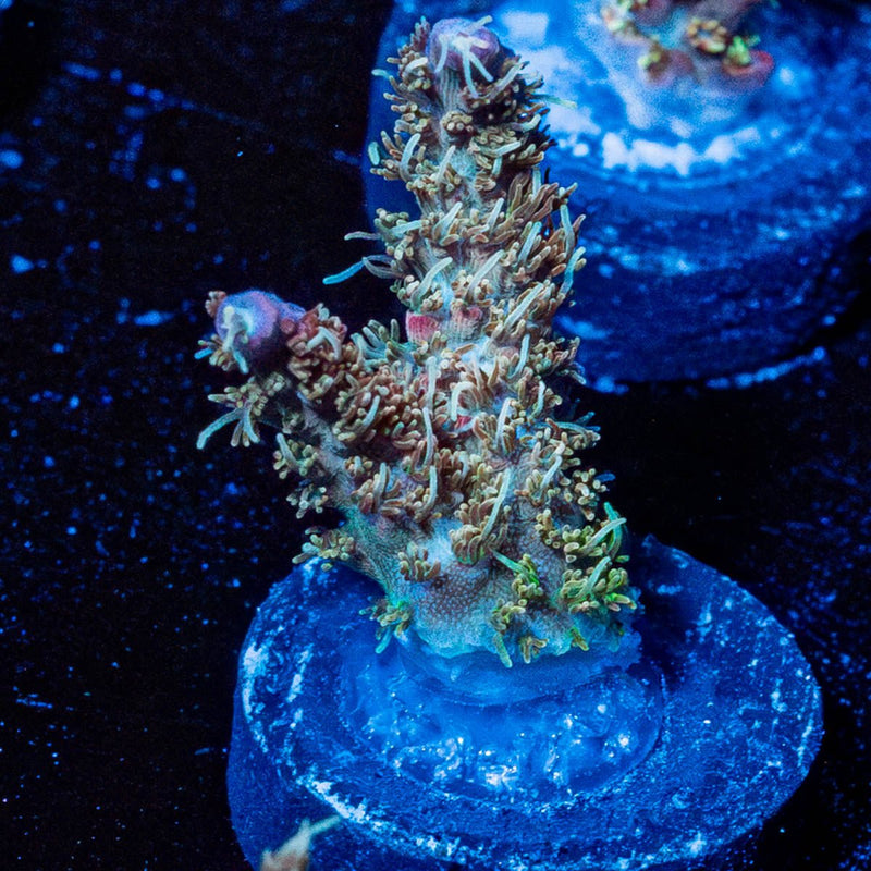 Purple Haze Acro