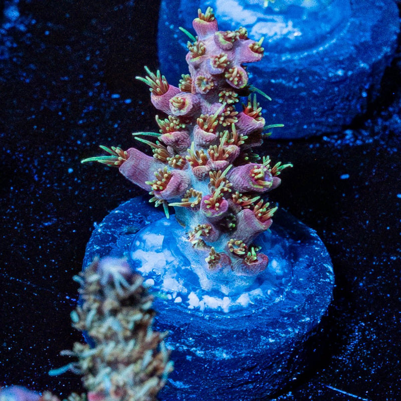 Purple Haze Acro