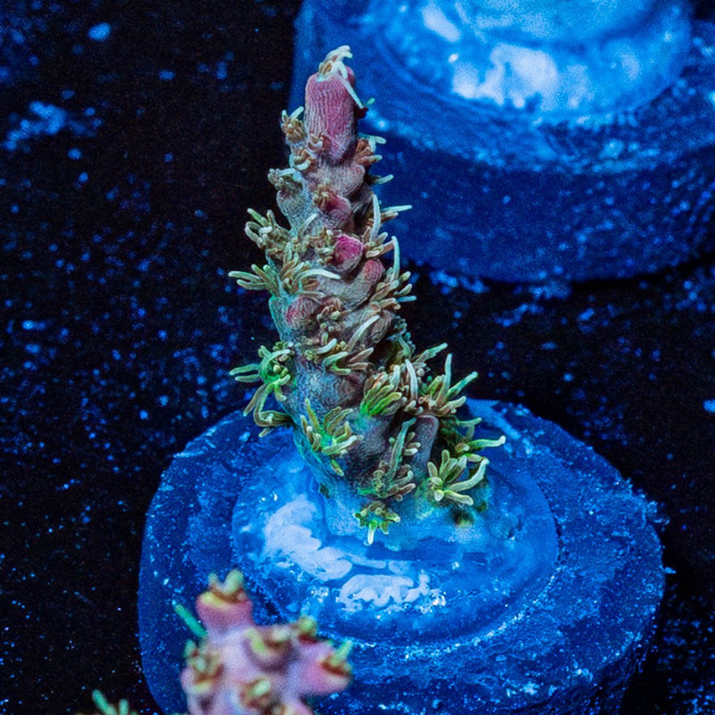Purple Haze Acro