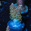 Purple Haze Acro - riptide aquaculture llc