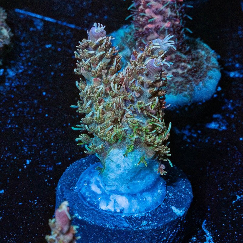 Purple Haze Acro