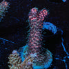 Judge Judy Millie - riptide aquaculture llc