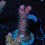 Judge Judy Millie - riptide aquaculture llc
