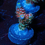 Tear jerker Tenuis - riptide aquaculture llc
