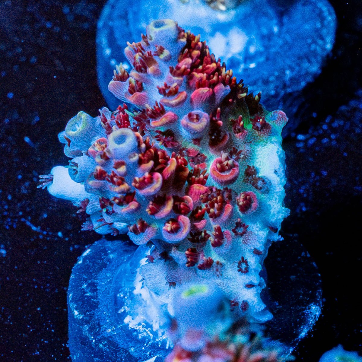 Princess Peach Acro - riptide aquaculture llc