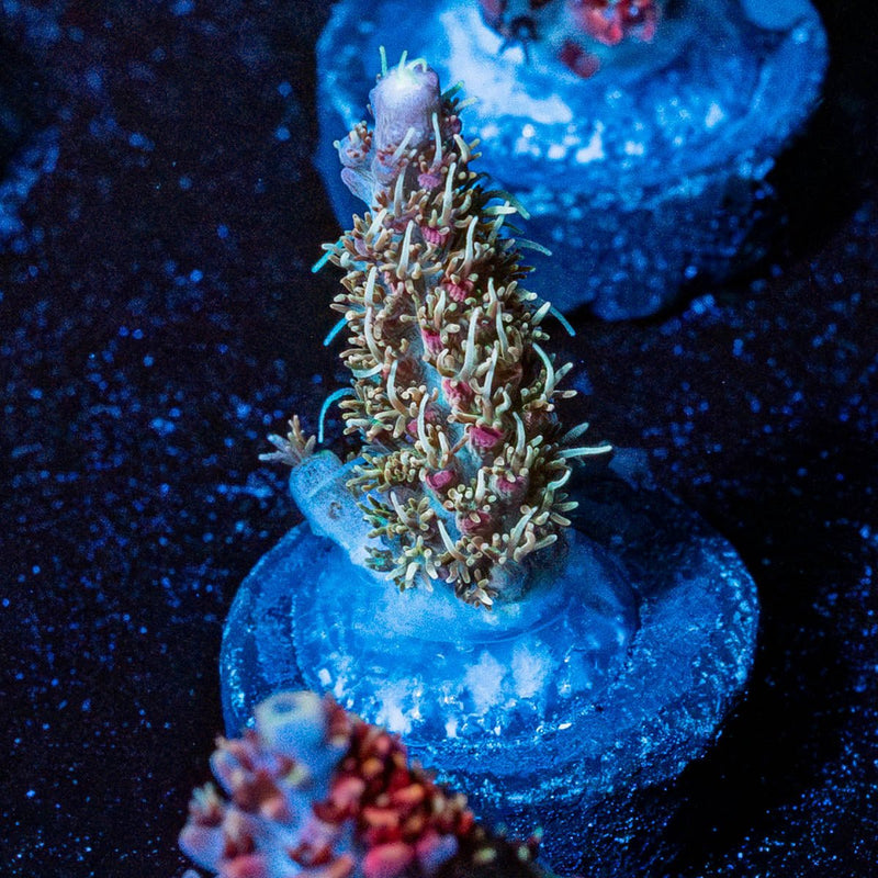 Purple Haze Acro