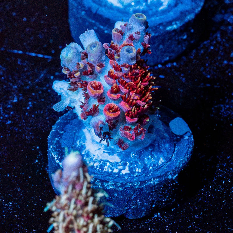 Princess Peach Acro