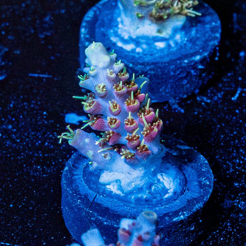 Purple Haze Acro