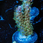 Purple Haze Acro - riptide aquaculture llc
