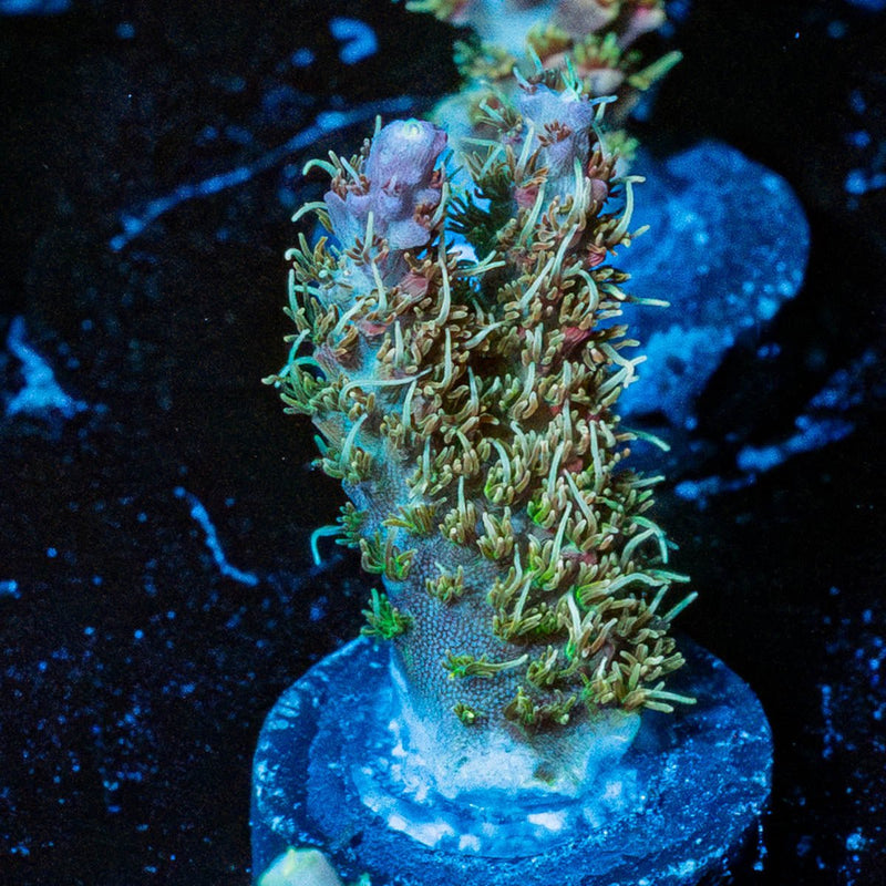 Purple Haze Acro
