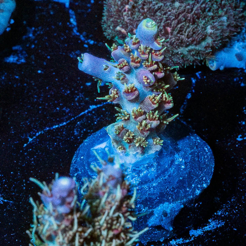 Purple Haze Acro