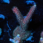 Judge Judy Millie - riptide aquaculture llc