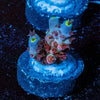 Globe Master Tenuis - riptide aquaculture llc