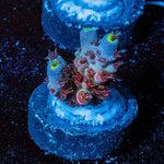 Globe Master Tenuis - riptide aquaculture llc