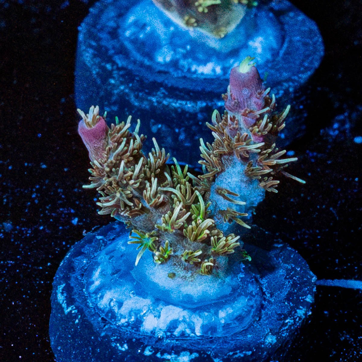Purple Haze Acro - riptide aquaculture llc