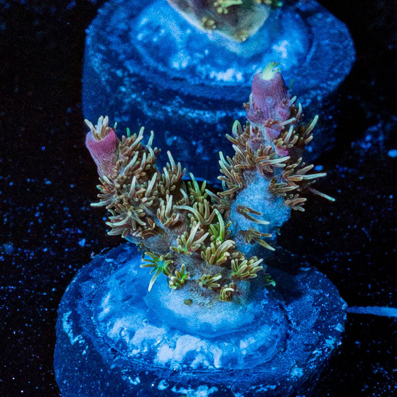 Purple Haze Acro