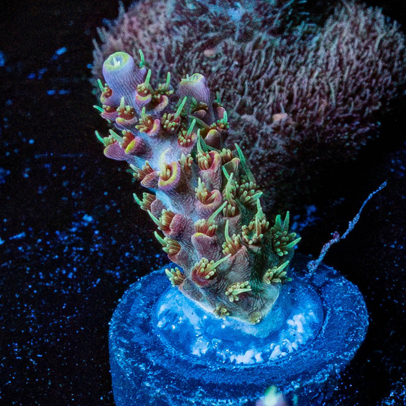 Purple Haze Acro