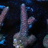 Judge Judy Millie - riptide aquaculture llc
