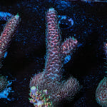 Judge Judy Millie - riptide aquaculture llc