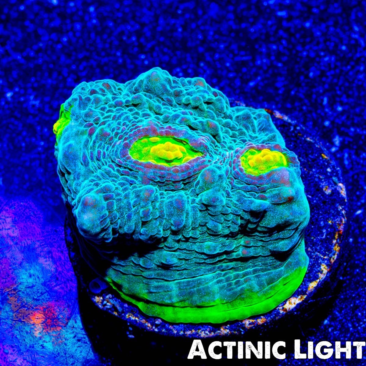 Limewire Chalice - riptide aquaculture llc