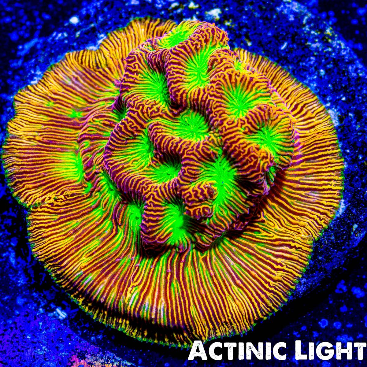 Jack-o-Lantern Leptoseris - riptide aquaculture llc