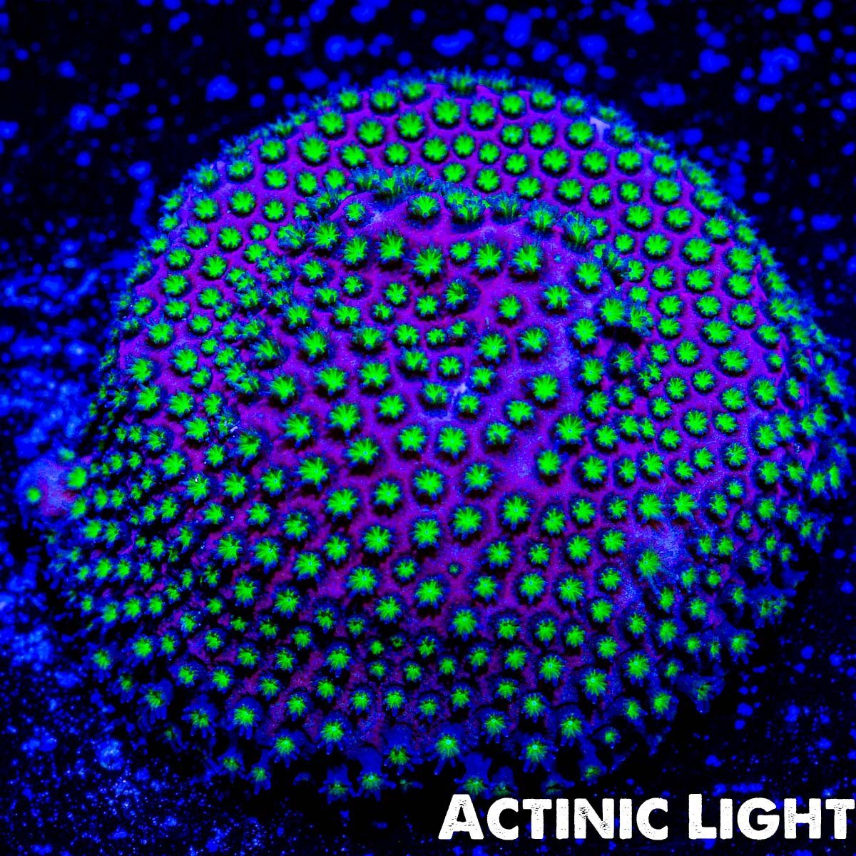 WWC Electric Daisy Stylocoeniella - riptide aquaculture llc