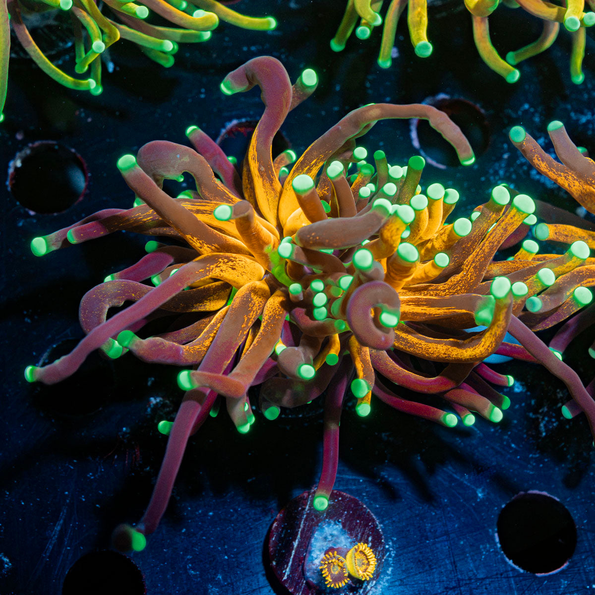 Tiger Torch Euphyllia Coral with flowing tentacles in reef aquarium