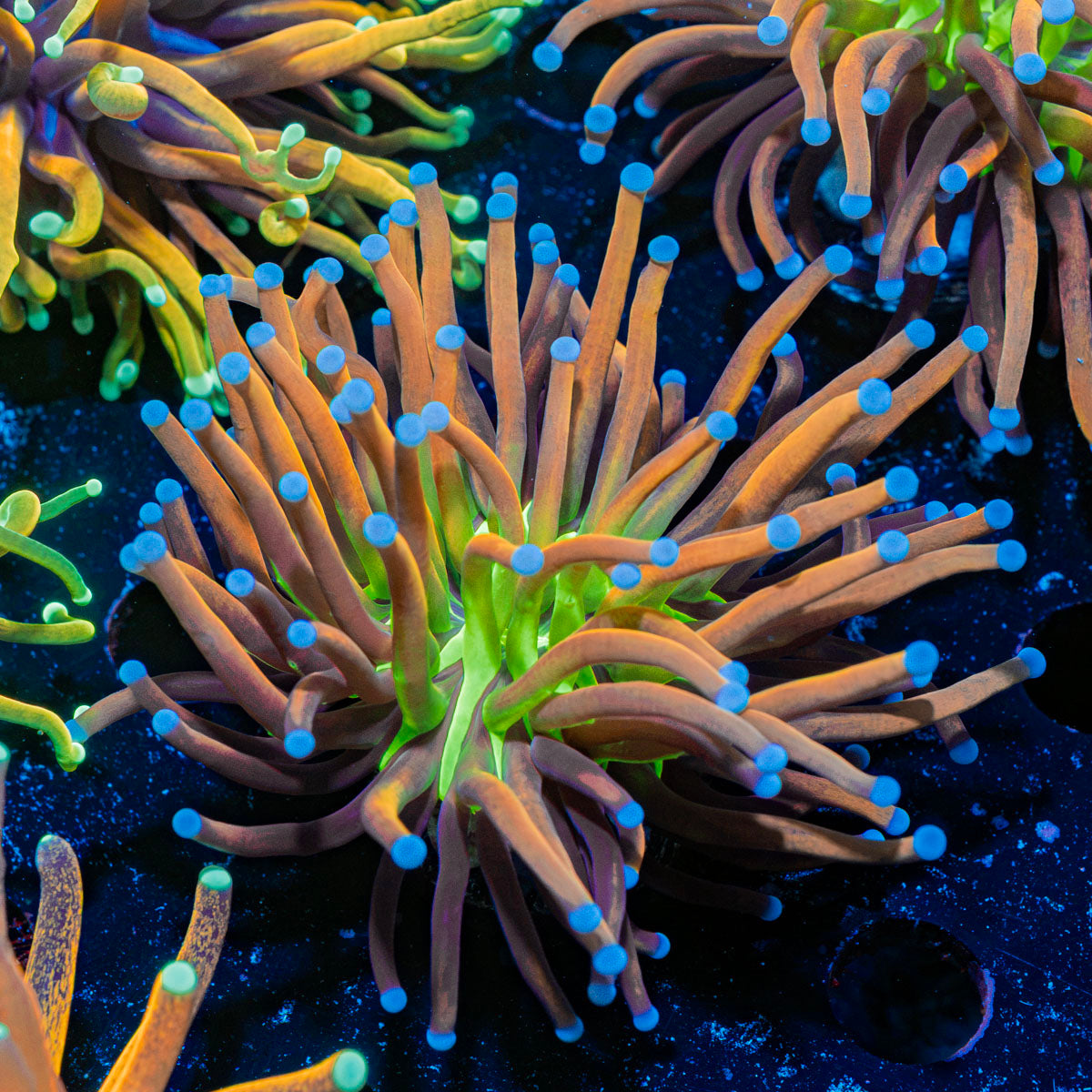 Mardi Gras Torch Euphyllia Coral with flowing tentacles in reef aquarium