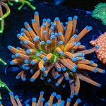 Mardi Gras Torch Euphyllia Coral with flowing tentacles in reef aquarium