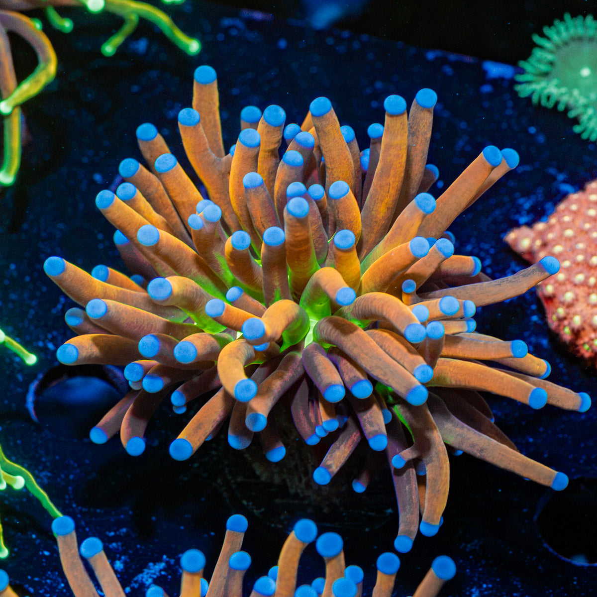 Mardi Gras Torch Euphyllia Coral with flowing tentacles in reef aquarium